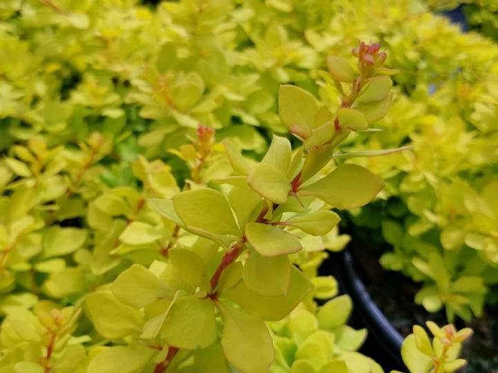 Berberis thunbergii WorryFree® Lemon Glow®