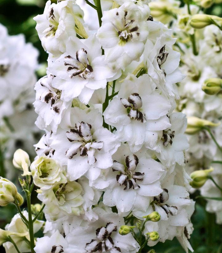 Delphinium x New Zealand Delphiniums 'Black Eyed Angels'