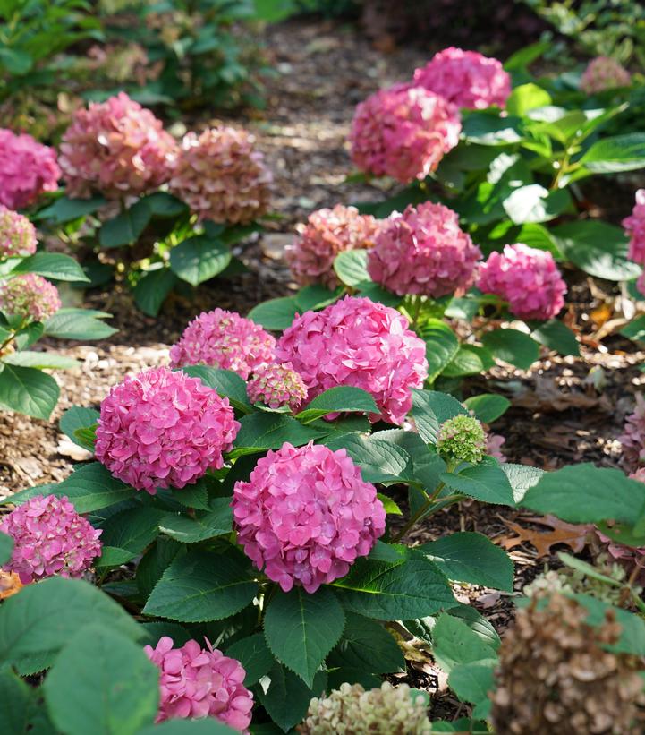 Hydrangea macrophylla Let's Dance ¡Arriba!®