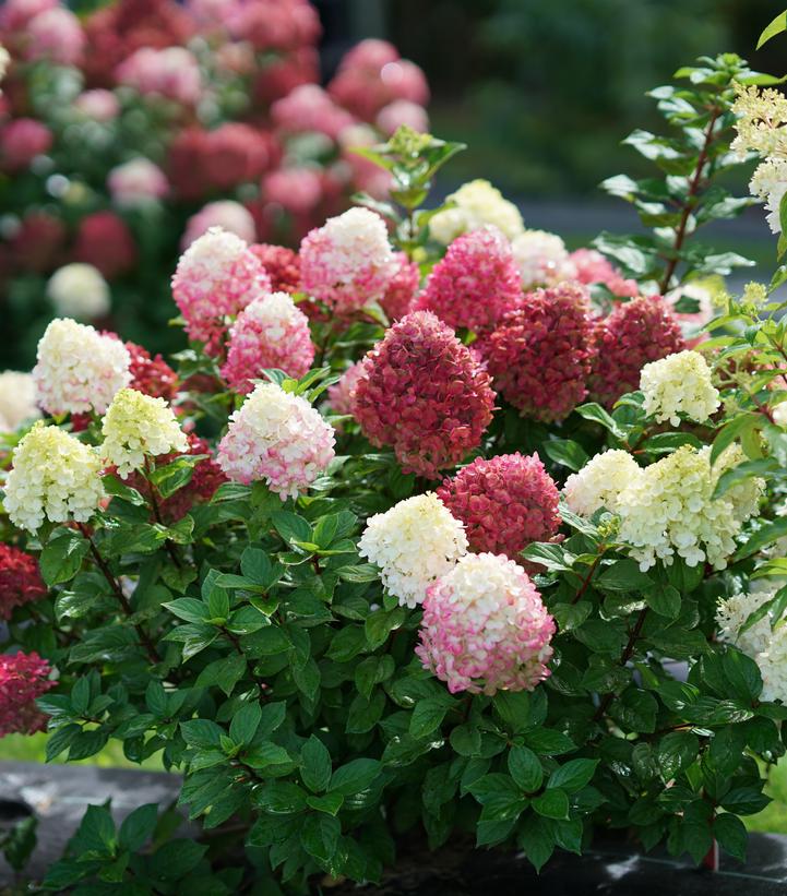 Hydrangea paniculata Little Lime Punch®