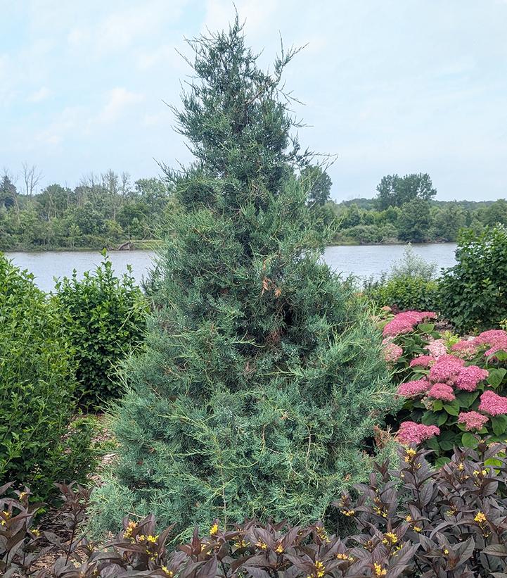 Juniperus virginiana Aquavita™