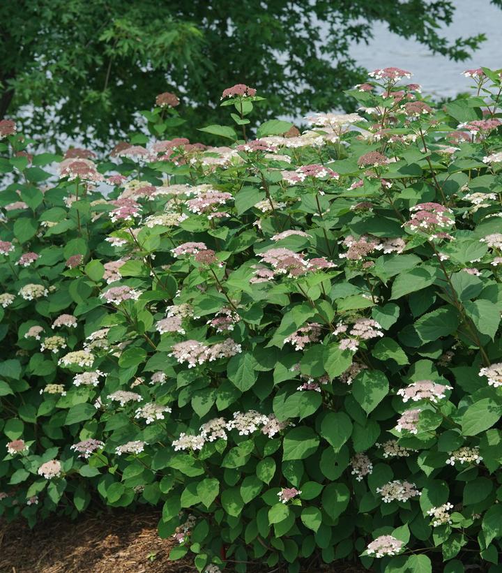 Hydrangea arborescens subsp. radiata Invincibelle Lace®