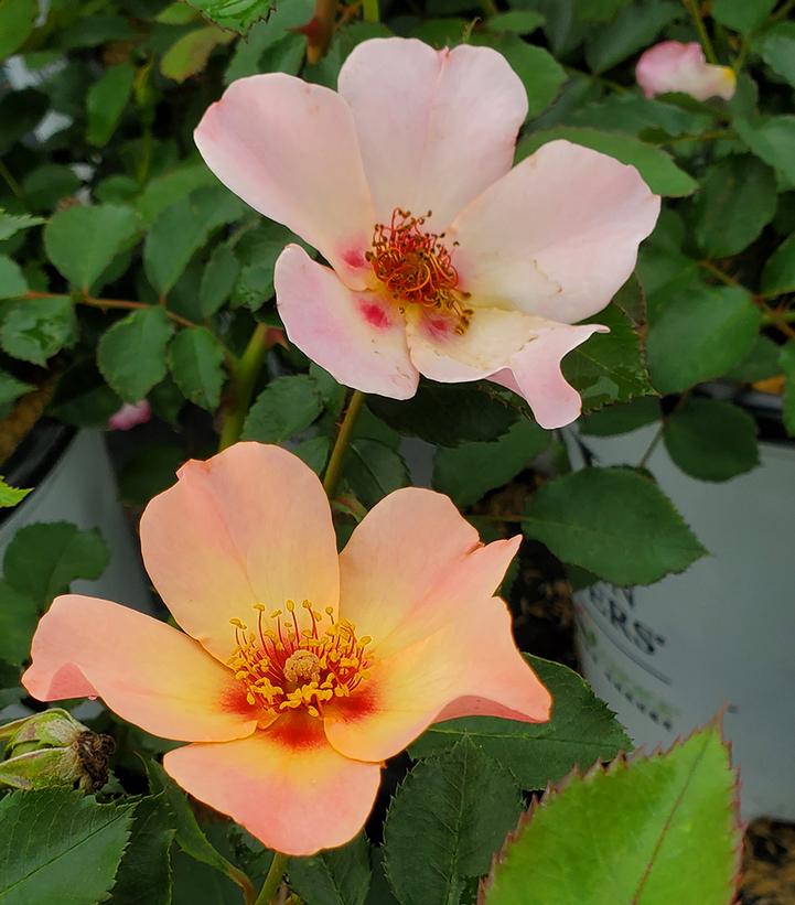 Rosa x Ringo All-Star™
