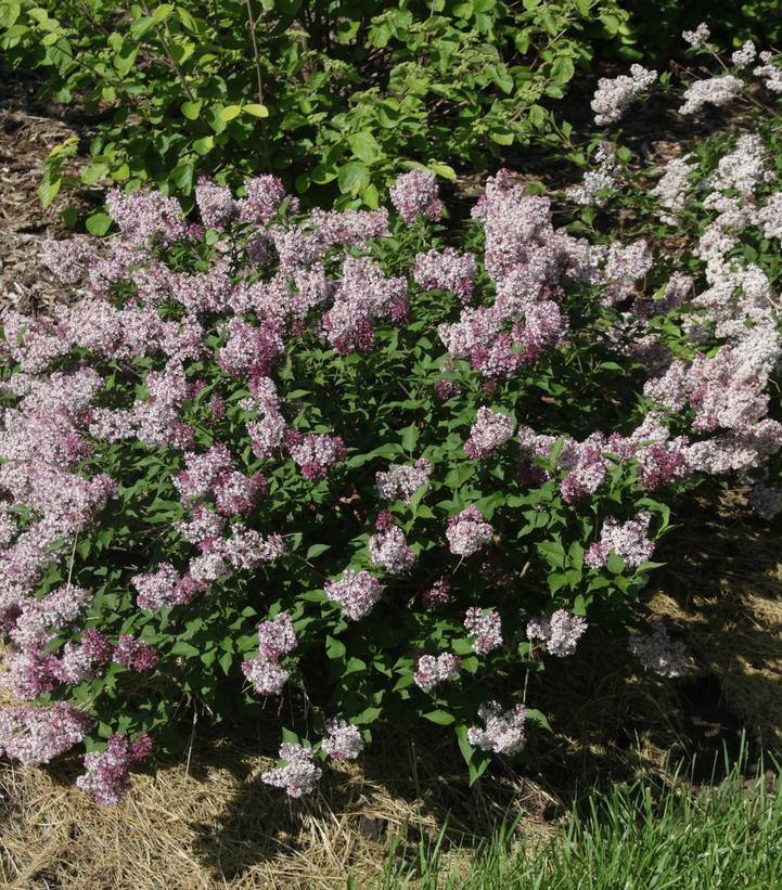 Syringa x Baby Kim®