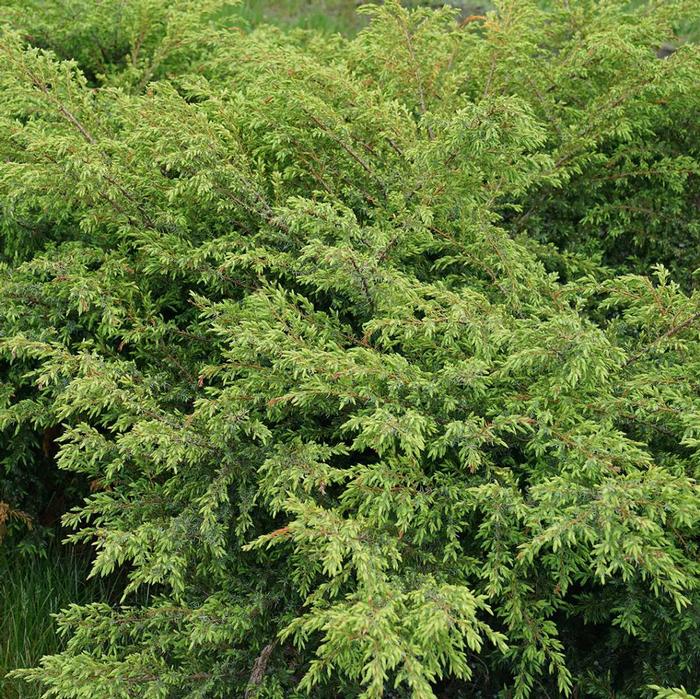 Juniperus communis Tortuga®