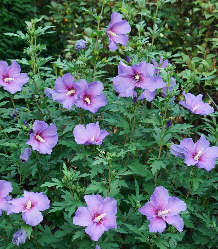 Hibiscus x Paraplu Violet®