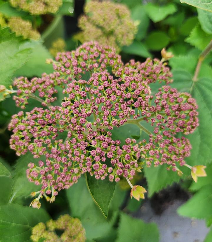 Hydrangea arborescens Pinky Pollen Ring™