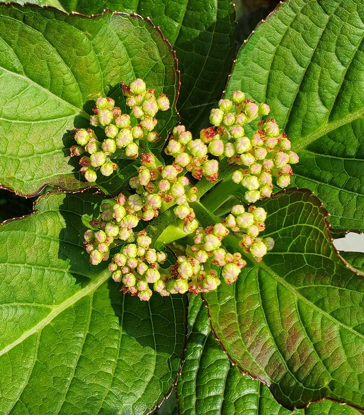 Hydrangea macrophylla 'Kimono'