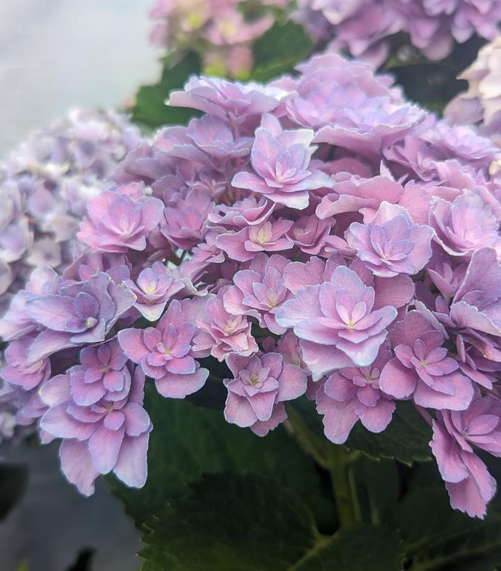Hydrangea macrophylla Starfield™