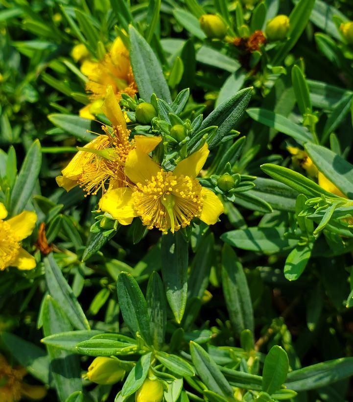 Hypericum kalmianum Cobalt-n-Gold™