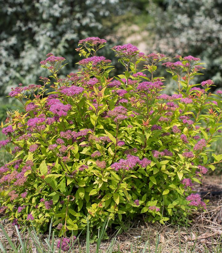 Spiraea japonica Little Spark®