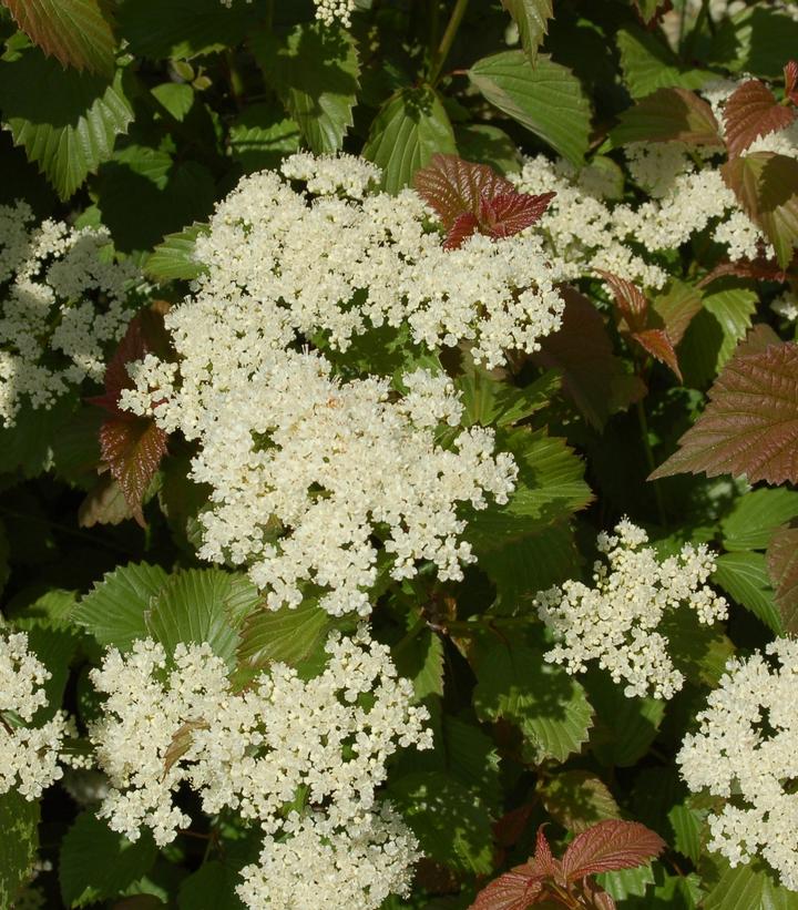 Viburnum dentatum Red Feather®