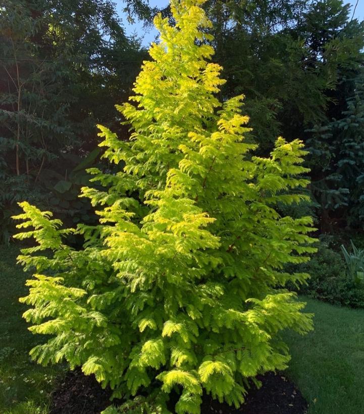 Metasequoia glyptostroboides 'Soul Fire'