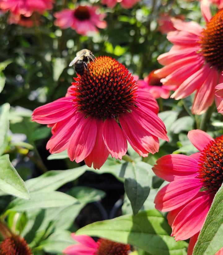 Echinacea purpurea Eye-Catcher™ Tanager