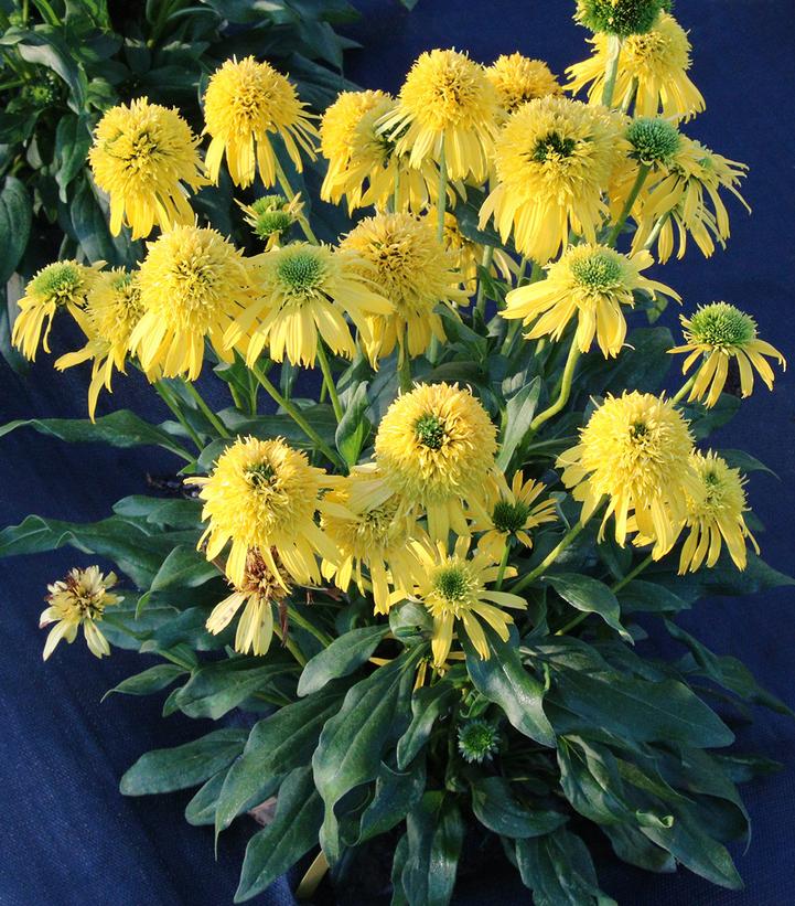 Echinacea Sunny Days™ Lemon Lemon Coneflower from Prides Corner Farms