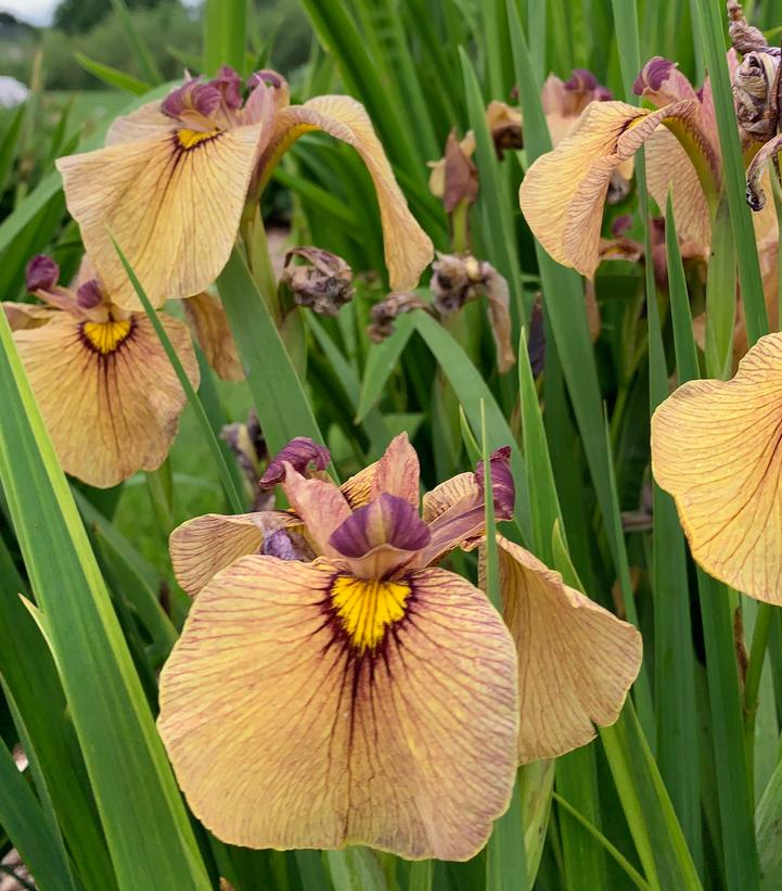 Iris pseudata 'Yarai'