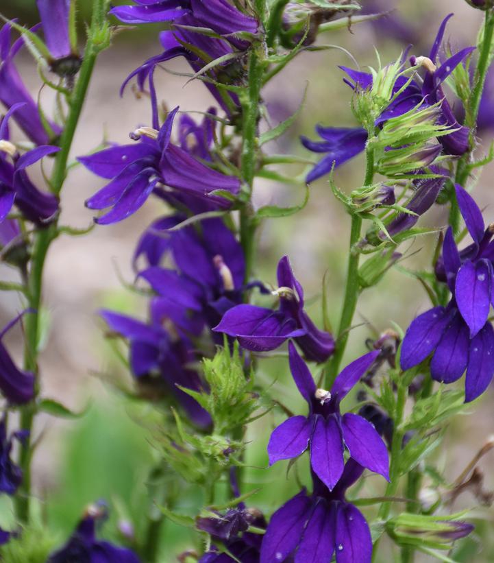 Lobelia speciosa Starship™ Blue