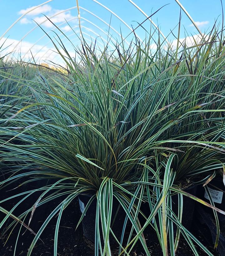 Carex morrowii EverColor® 'Everglow'