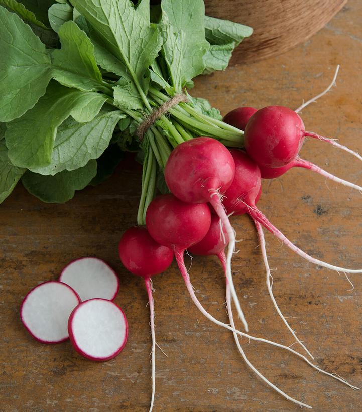Radish 'Crunchy King'