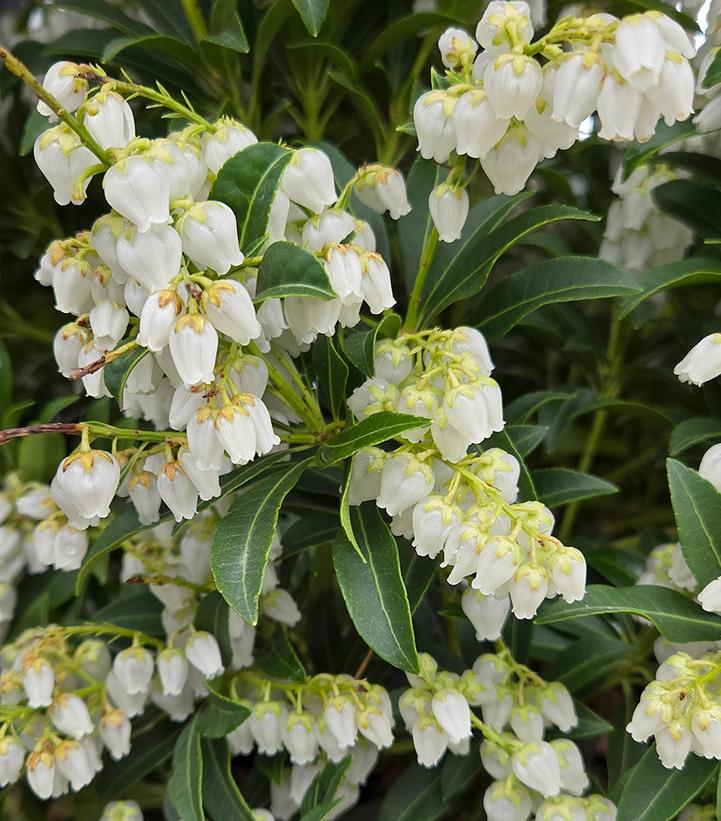 Pieris japonica 'Purity'