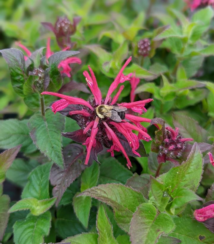 Monarda hybrid `Leading Lady Razzberry`
