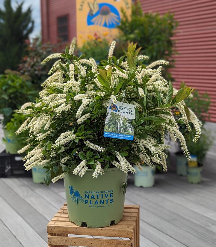 Itea virginica Fountains of Rouge™