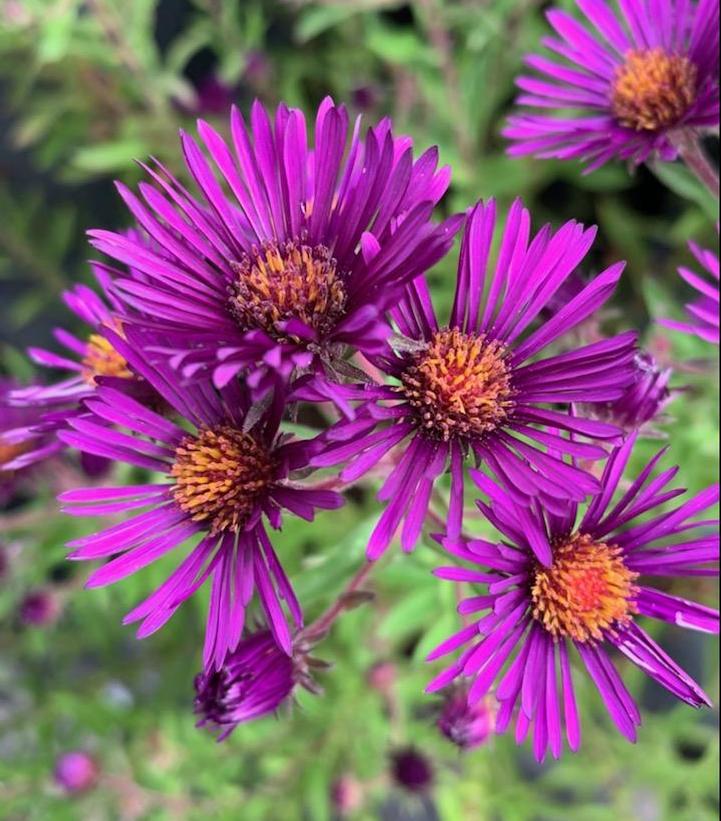 Aster novae-angliae 'Nachtauge'