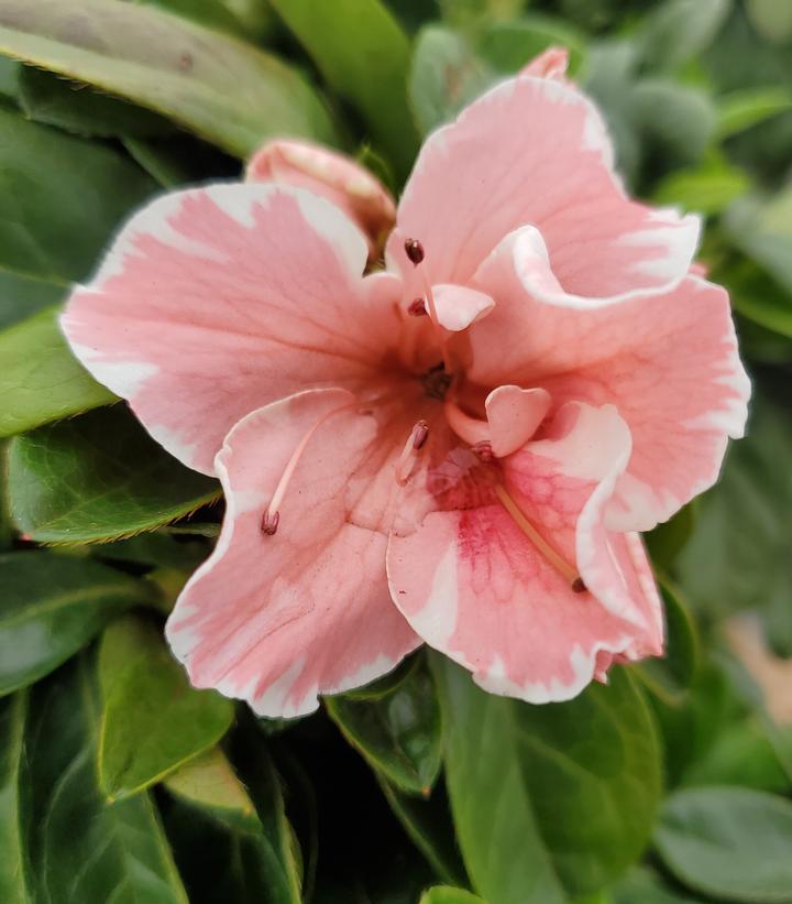 Azalea x Encore® Autumn Starburst®