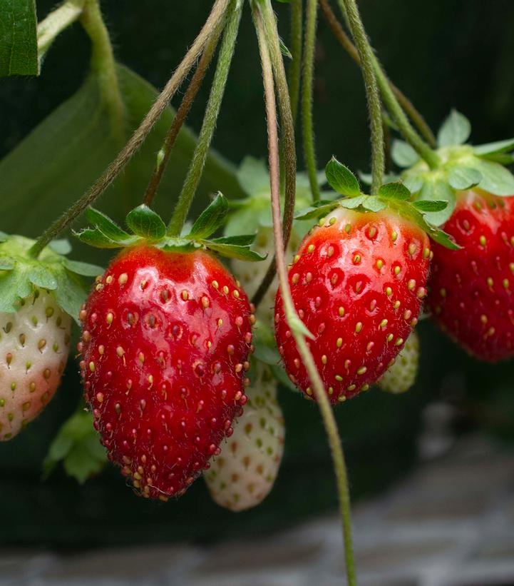 Fragaria x ananassa Rosy Belle™