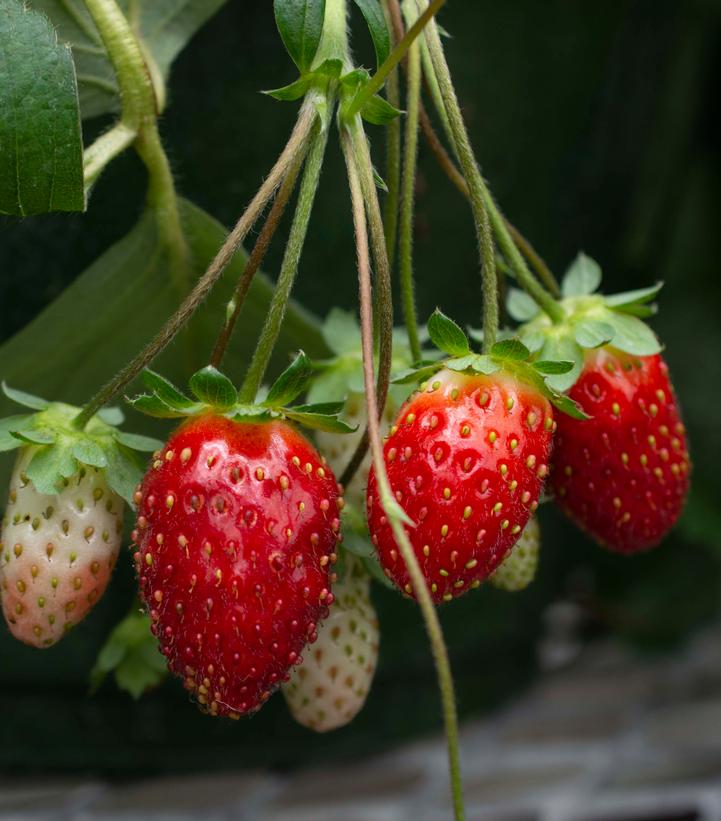 Fragaria ananassa Scarlet Belle™