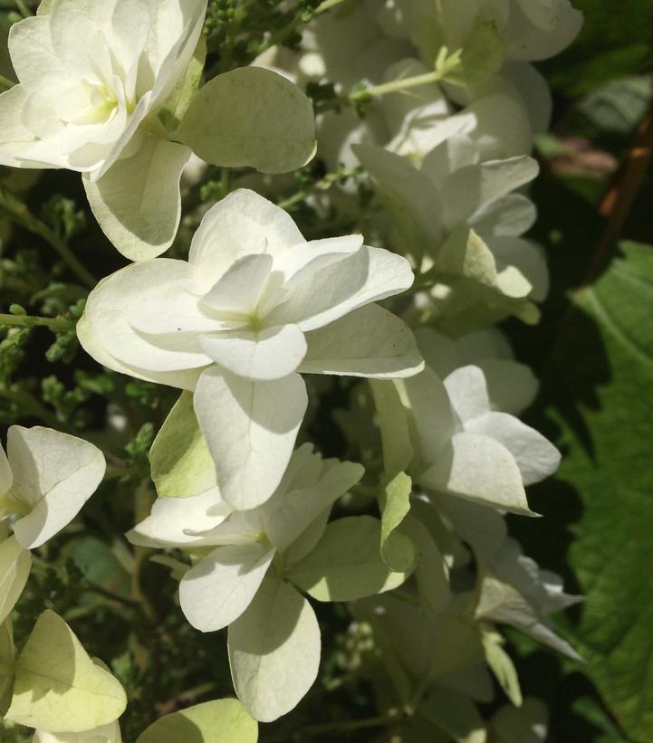 Hydrangea quercifolia 'Snowcicle'