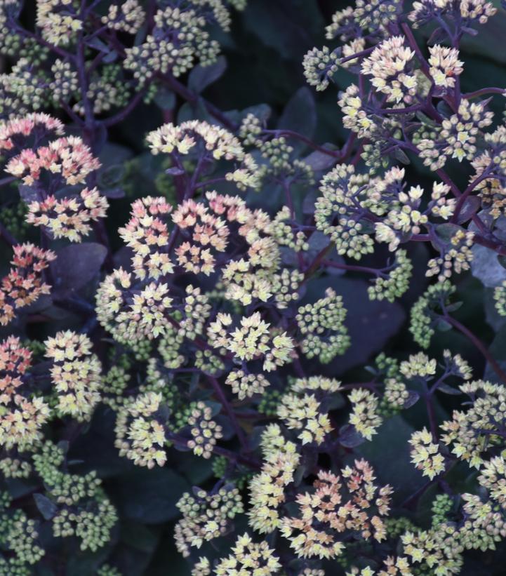Sedum x 'Night Light'