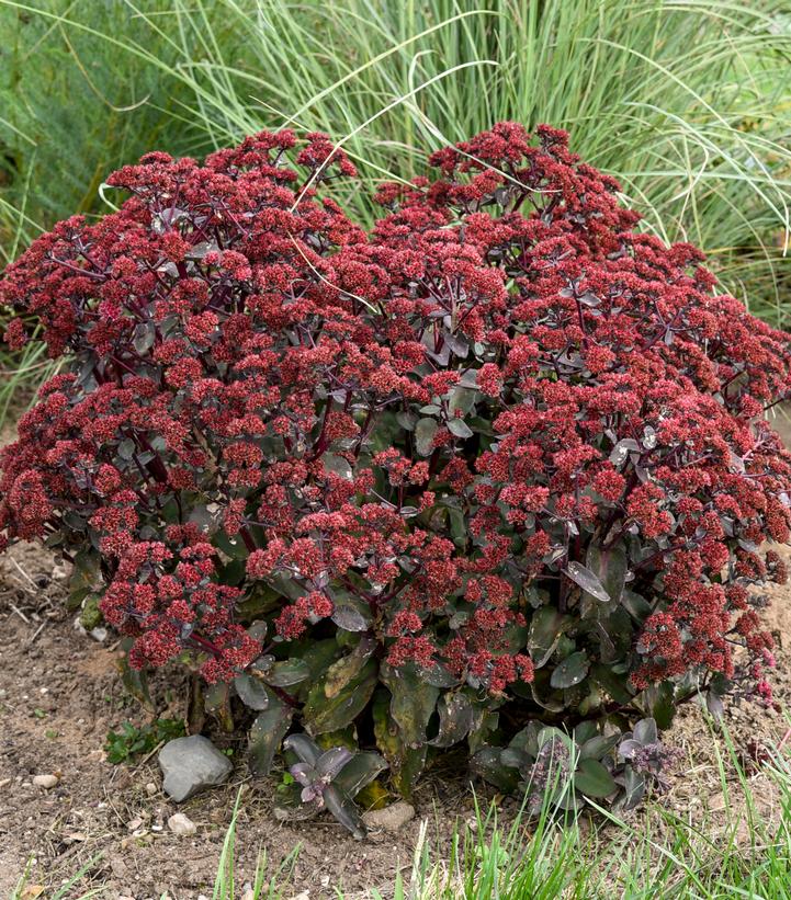Sedum x 'Strawberry MIlkshake'