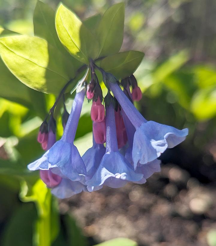 Mertensia virginica 