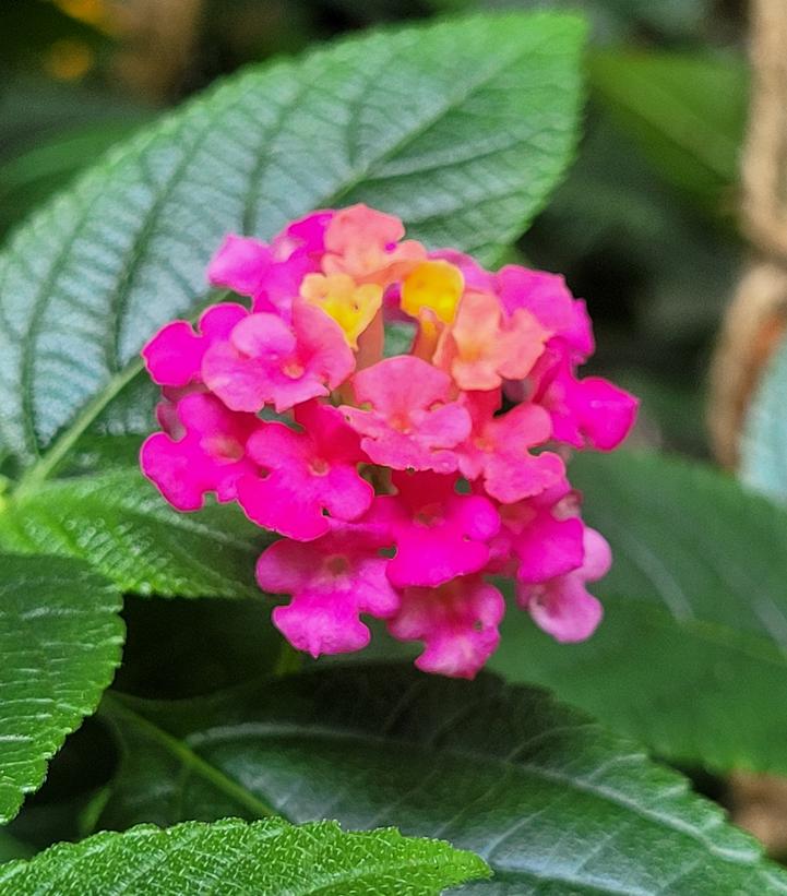 Lantana 
