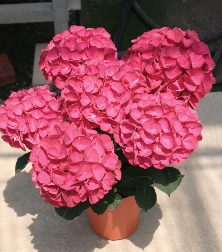 Hydrangea macrophylla Akadama™