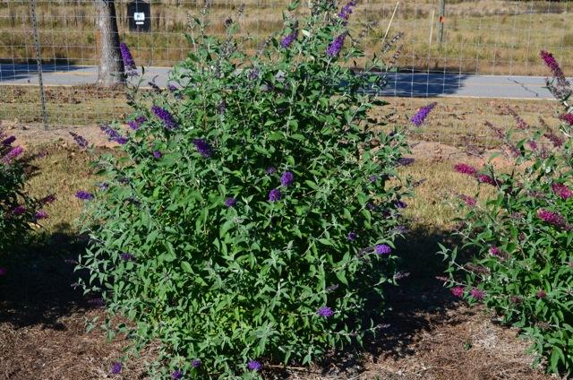 Buddleia davidii Psychedelic Sky™
