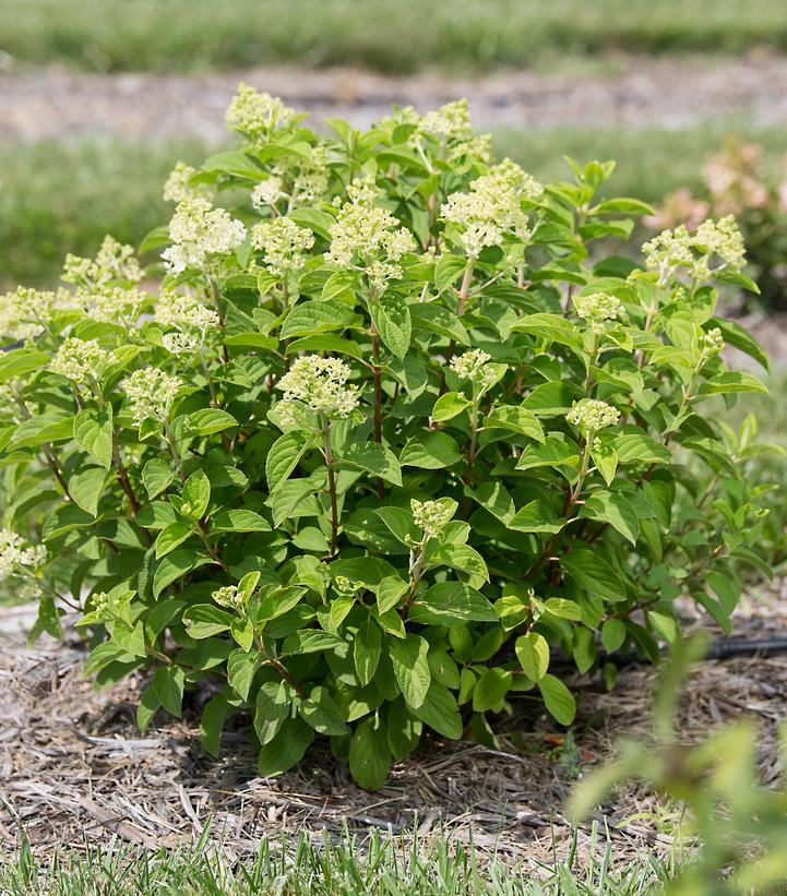 Hydrangea paniculata Little Hottie® Panicle Hydrangea
