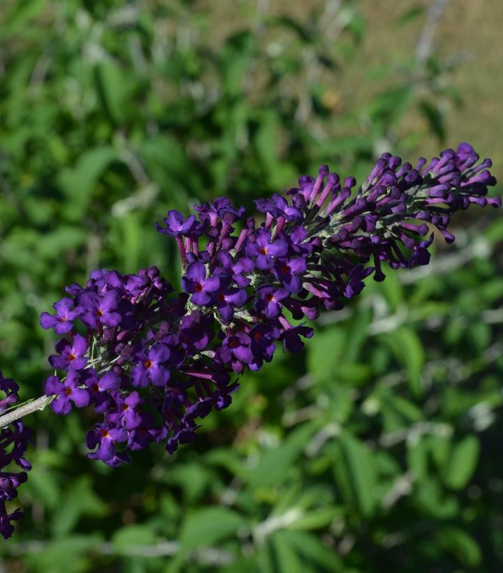 Buddleia davidii Groovy Grape™