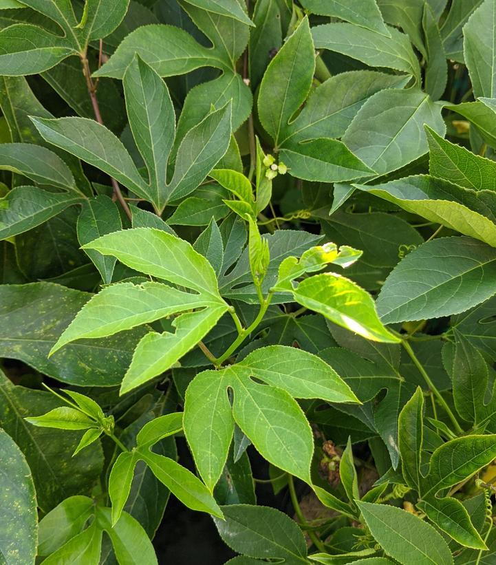Passiflora incarnata 