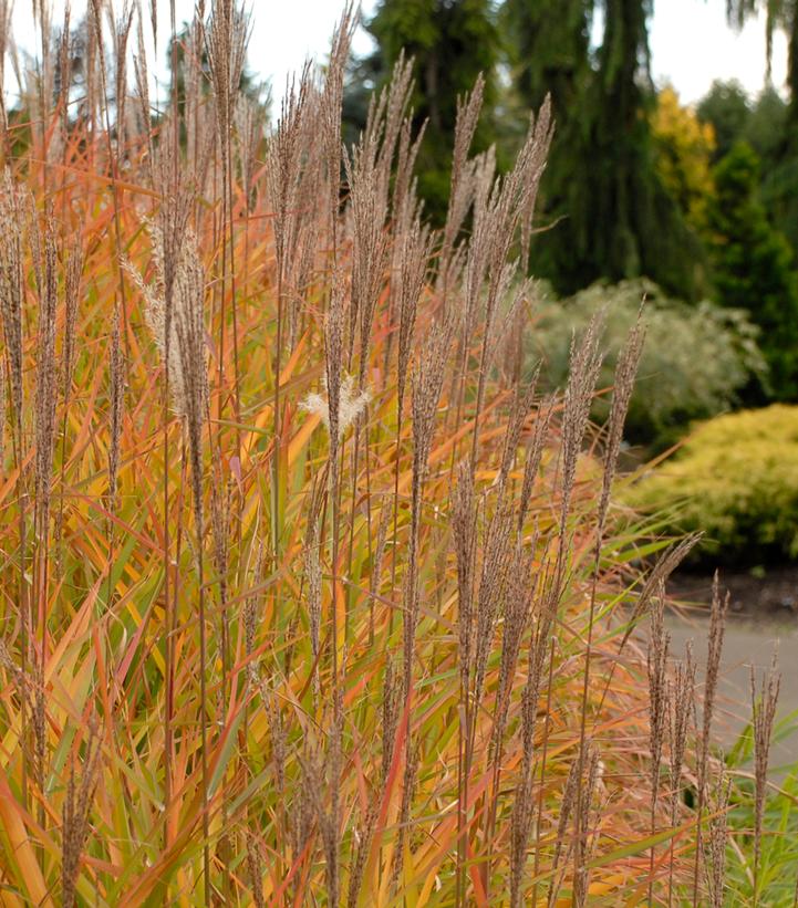 Miscanthus sinensis 'Purpurascens'