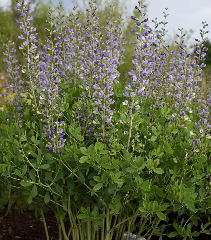 Baptisia x Decadence® 'Deluxe Blue Bubbly'