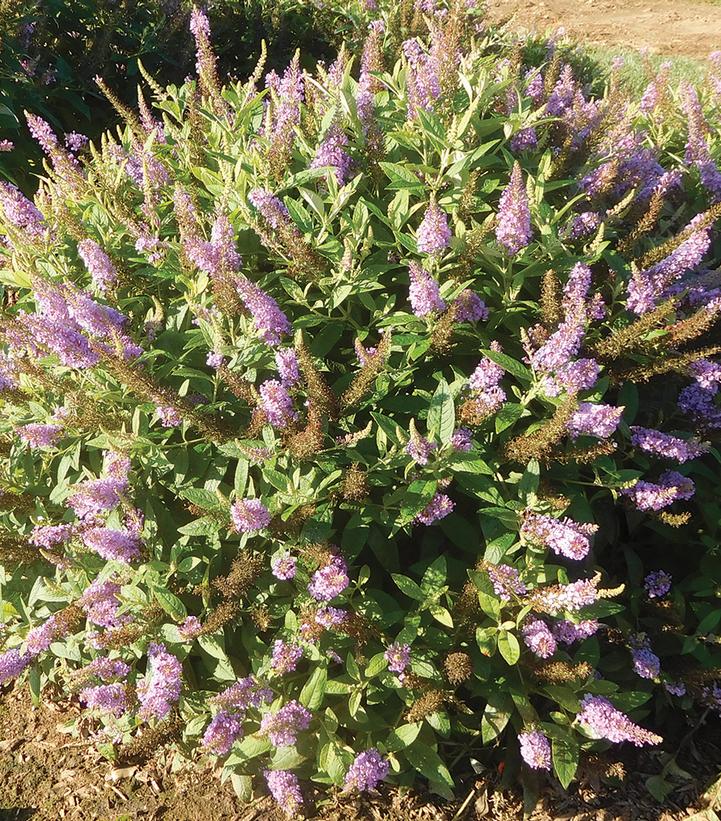 Buddleia davidii Dapper® 'Lavender'