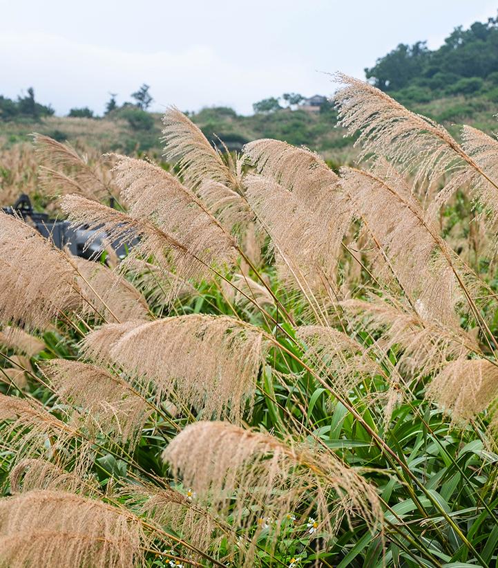 Miscanthus sinensis 'Gracillimus'
