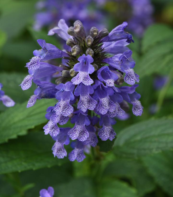 Nepeta subsessilis Prelude™ Blue