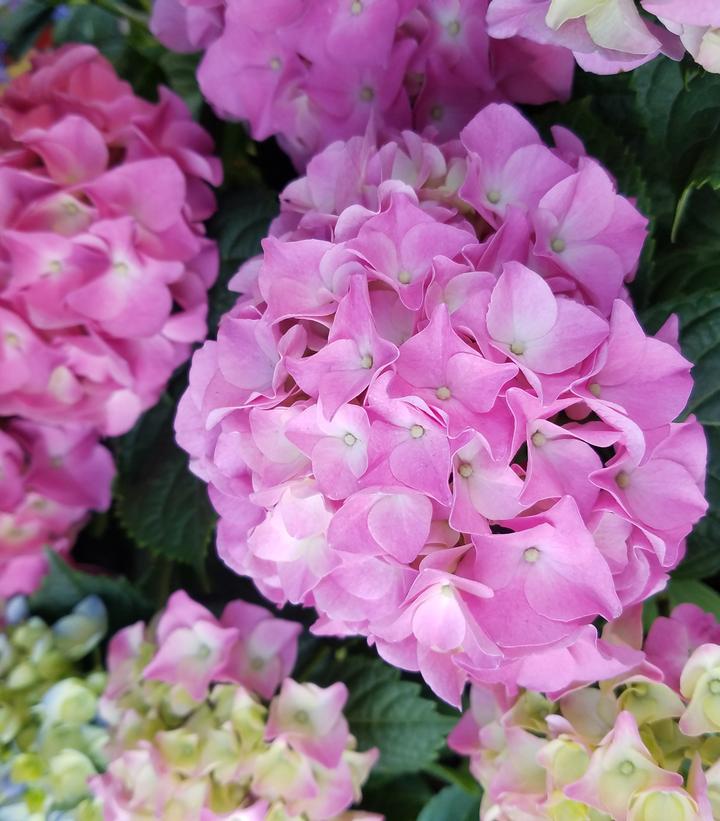 Hydrangea macrophylla 'Early Rosa'
