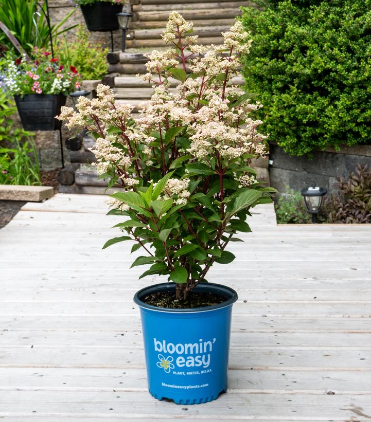 Hydrangea paniculata Torch™