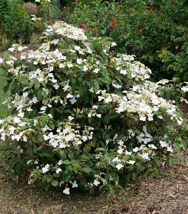 Viburnum plicatum var. tomentosum Steady Eddy®