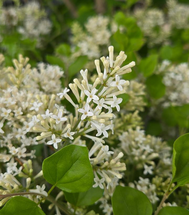 Syringa meyeri Pearl Potion™