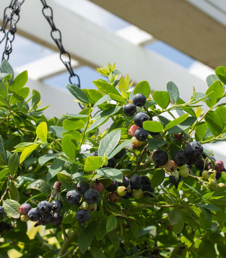 Vaccinium corymbosum hybrid 'Sapphire Cascade'